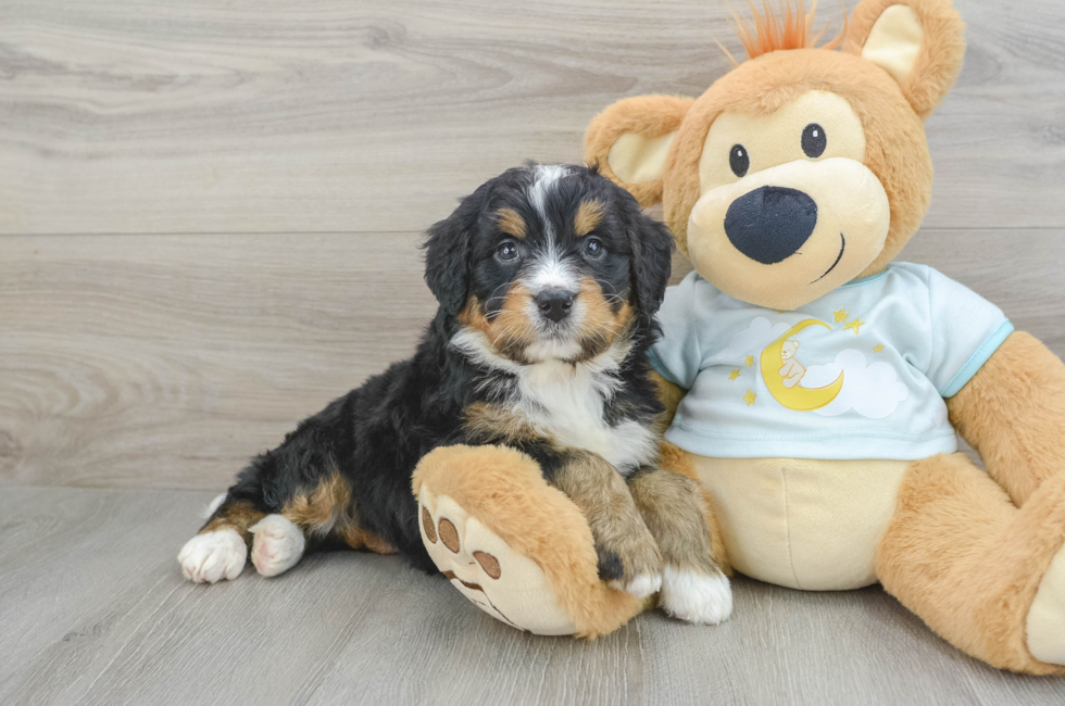 6 week old Mini Bernedoodle Puppy For Sale - Seaside Pups