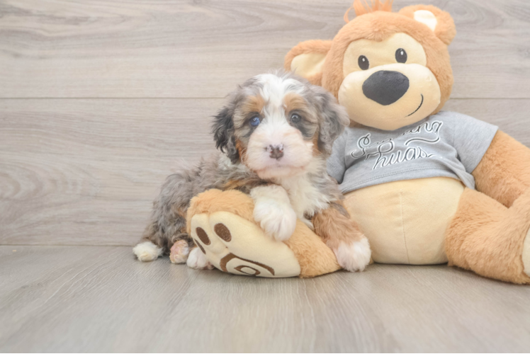 Mini Bernedoodle Pup Being Cute