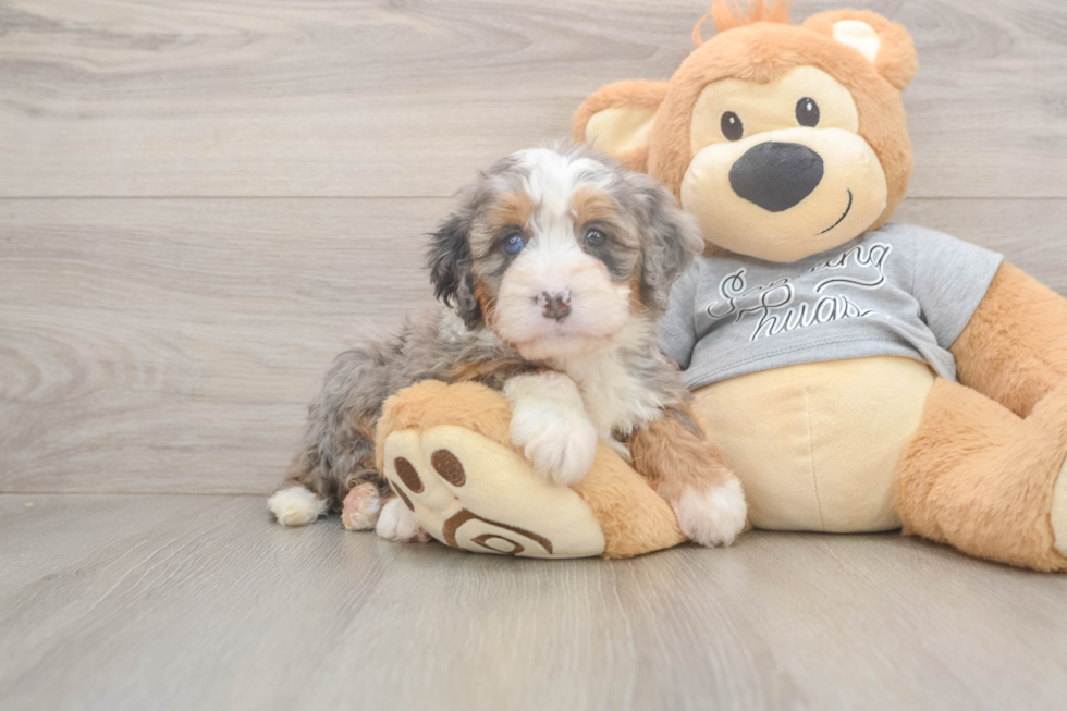 Mini Bernedoodle Pup Being Cute