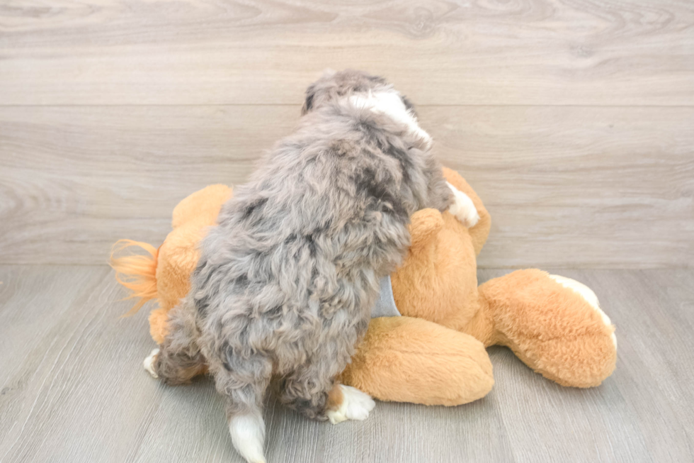 Best Mini Bernedoodle Baby