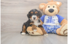 Mini Bernedoodle Pup Being Cute