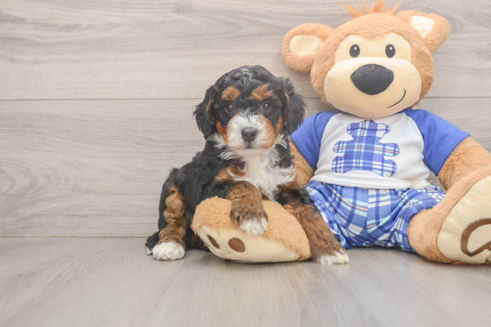 Mini Bernedoodle Pup Being Cute