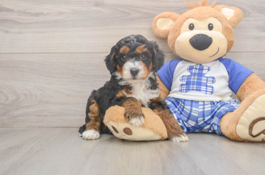 Mini Bernedoodle Pup Being Cute