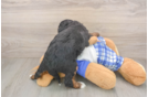 Small Mini Bernedoodle Baby
