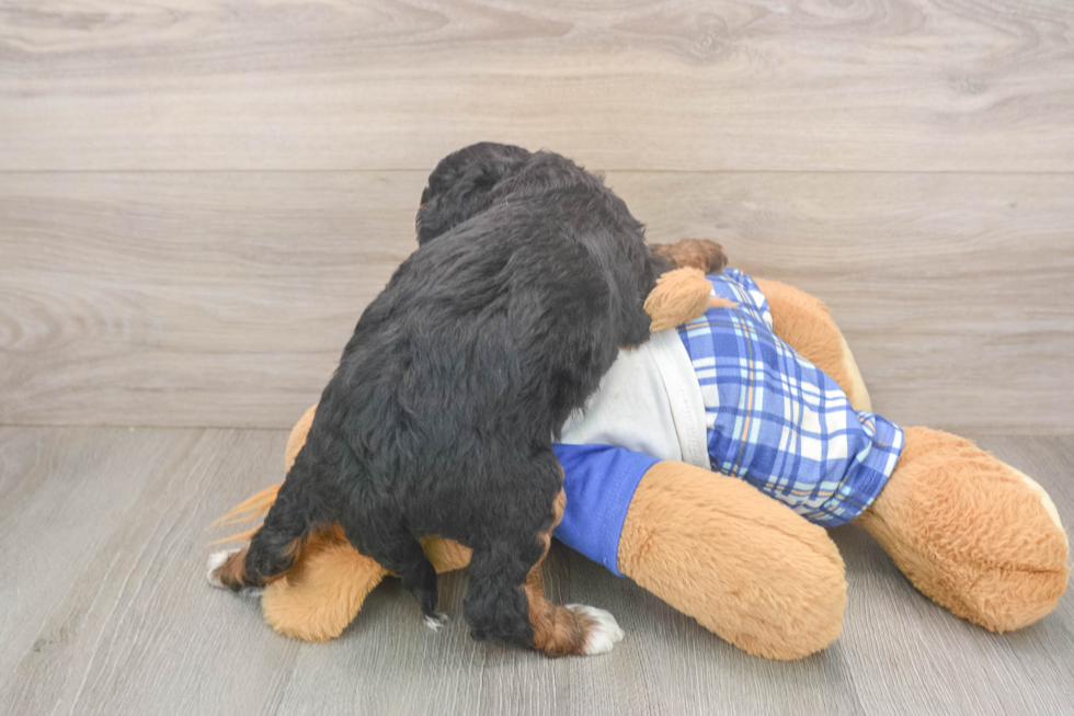 Small Mini Bernedoodle Baby