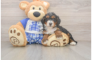 Mini Bernedoodle Pup Being Cute