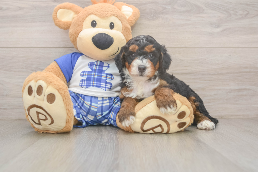 Mini Bernedoodle Pup Being Cute