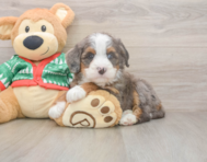 6 week old Mini Bernedoodle Puppy For Sale - Seaside Pups