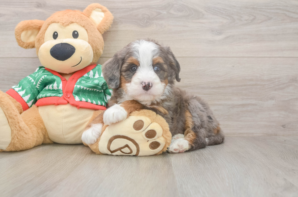 6 week old Mini Bernedoodle Puppy For Sale - Seaside Pups