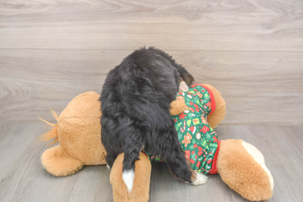 Best Mini Bernedoodle Baby