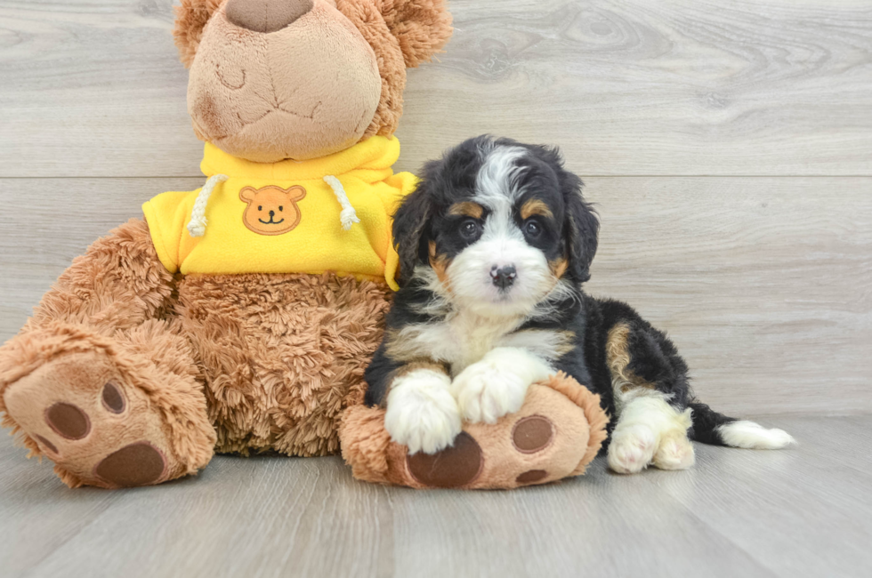 5 week old Mini Bernedoodle Puppy For Sale - Seaside Pups