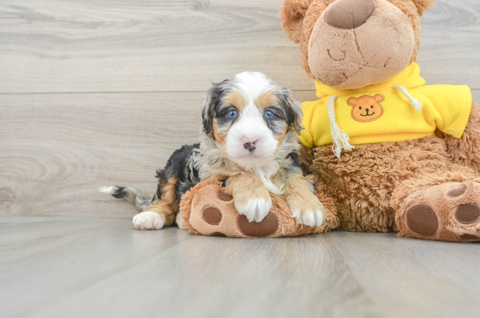 6 week old Mini Bernedoodle Puppy For Sale - Seaside Pups