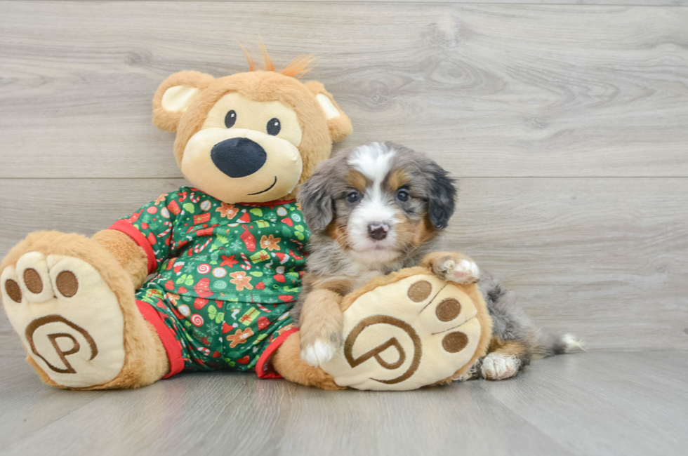 5 week old Mini Bernedoodle Puppy For Sale - Seaside Pups