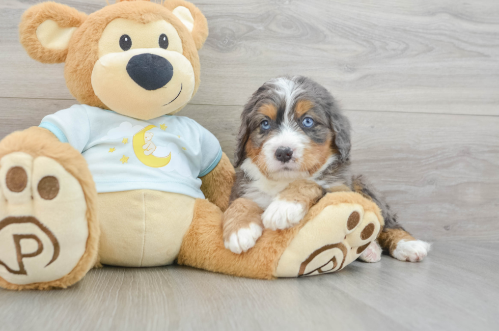 6 week old Mini Bernedoodle Puppy For Sale - Seaside Pups