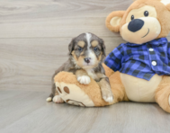 8 week old Mini Bernedoodle Puppy For Sale - Seaside Pups