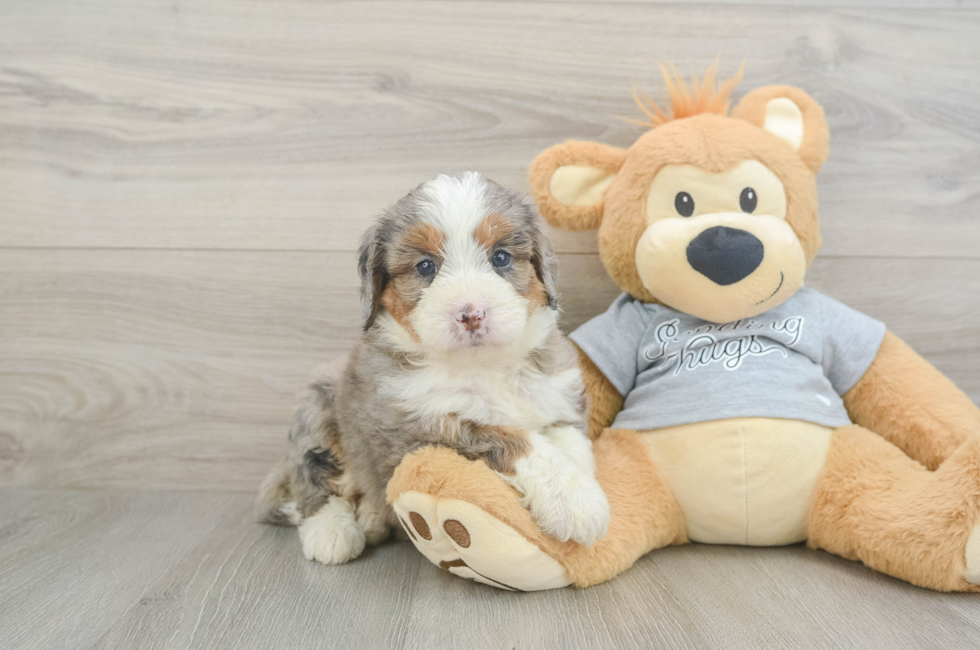 5 week old Mini Bernedoodle Puppy For Sale - Seaside Pups