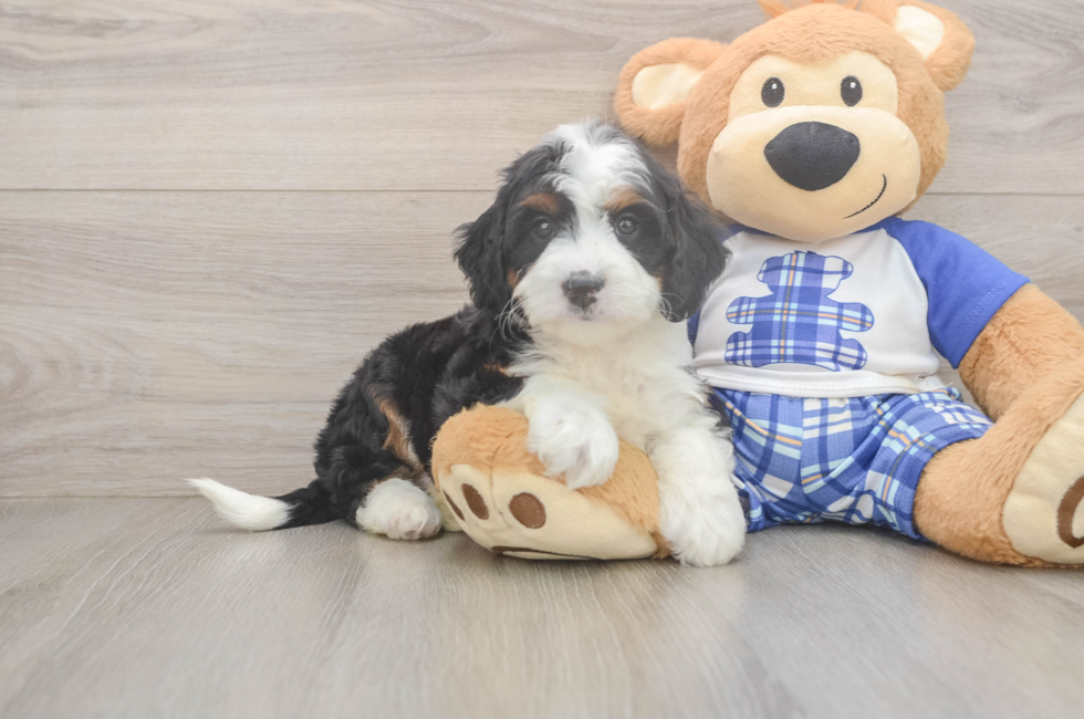 5 week old Mini Bernedoodle Puppy For Sale - Seaside Pups
