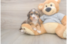 Best Mini Bernedoodle Baby