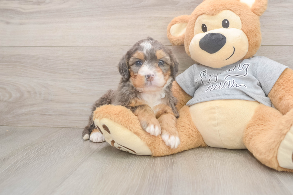 Best Mini Bernedoodle Baby