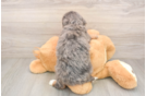 Hypoallergenic Mini Bernepoo Poodle Mix Puppy
