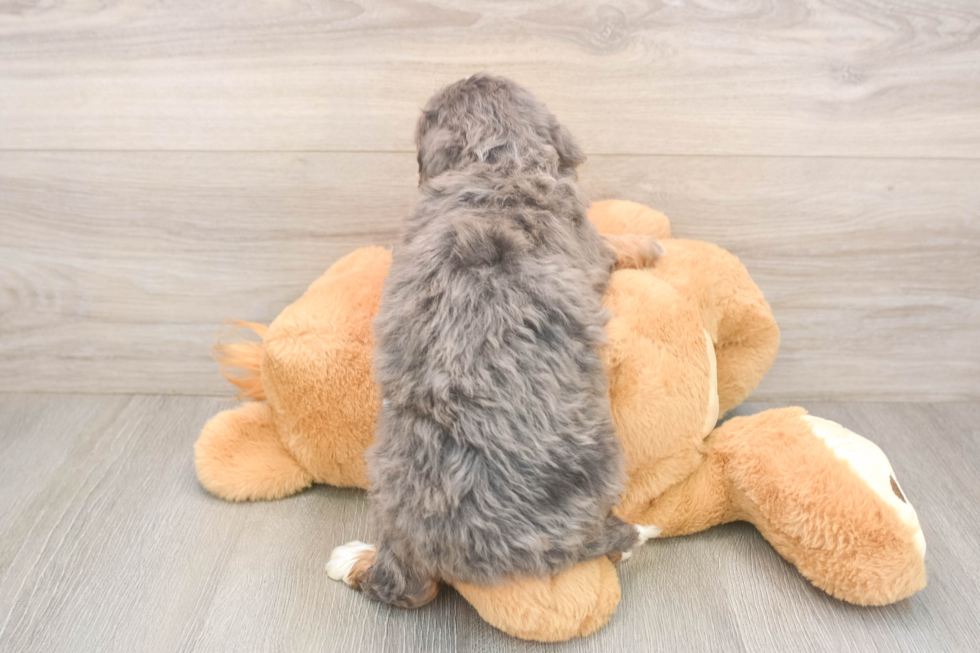 Hypoallergenic Mini Bernepoo Poodle Mix Puppy