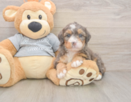 5 week old Mini Bernedoodle Puppy For Sale - Seaside Pups