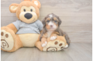 Fluffy Mini Bernedoodle Poodle Mix Pup