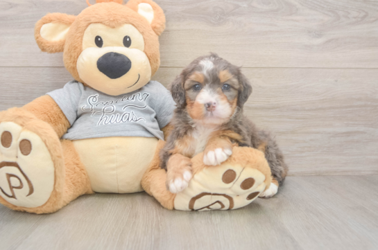 Fluffy Mini Bernedoodle Poodle Mix Pup