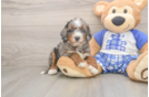 Hypoallergenic Mini Bernadoodle Poodle Mix Puppy