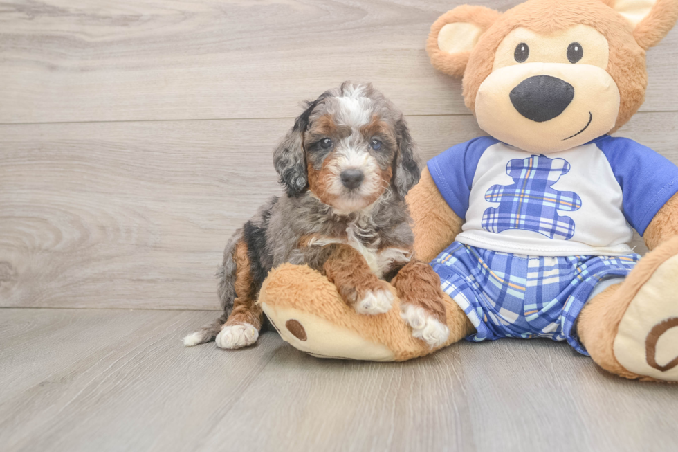 Hypoallergenic Mini Bernadoodle Poodle Mix Puppy