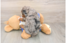 Mini Bernedoodle Pup Being Cute