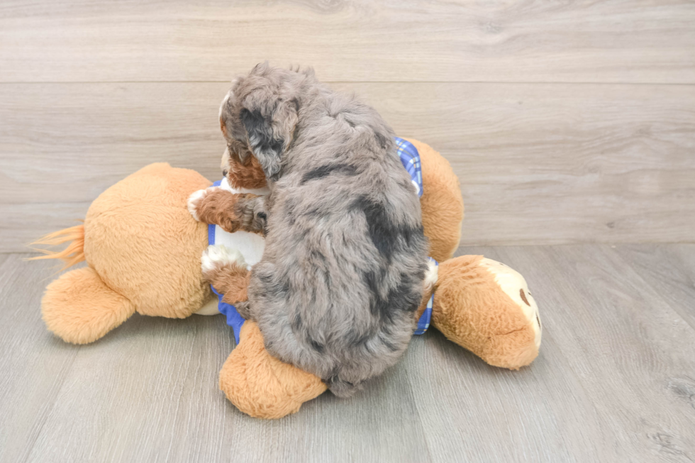 Mini Bernedoodle Pup Being Cute