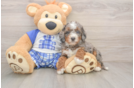 Small Mini Bernedoodle Baby
