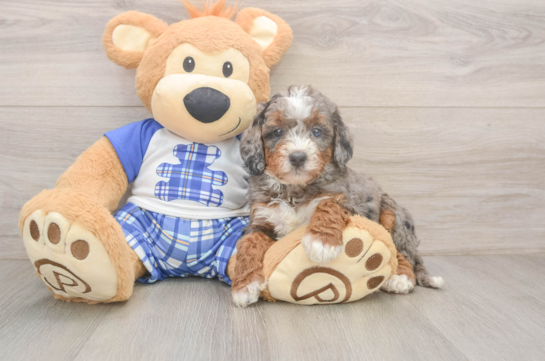 Small Mini Bernedoodle Baby