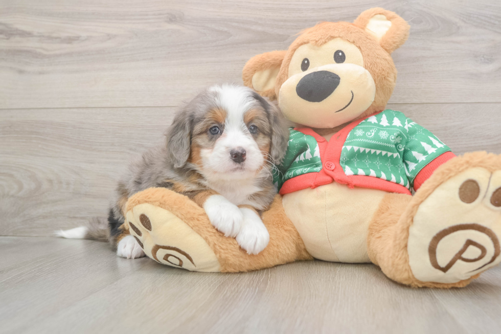 Happy Mini Bernedoodle Baby