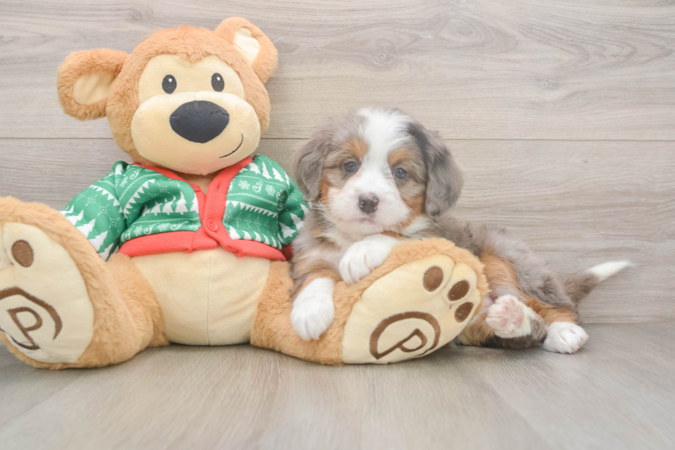 Best Mini Bernedoodle Baby
