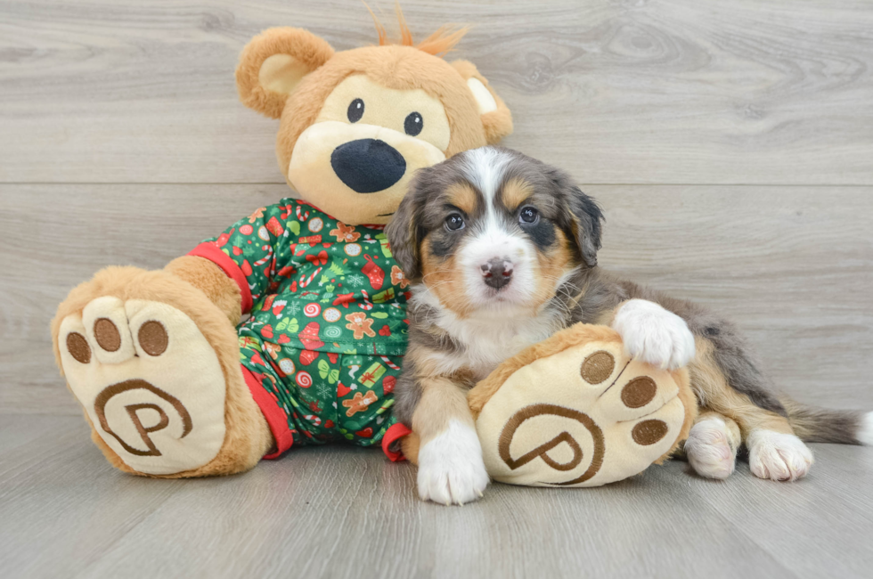 5 week old Mini Bernedoodle Puppy For Sale - Seaside Pups