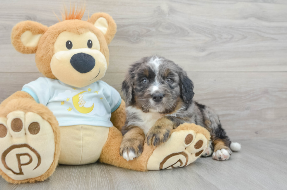 6 week old Mini Bernedoodle Puppy For Sale - Seaside Pups