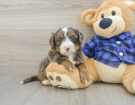 8 week old Mini Bernedoodle Puppy For Sale - Seaside Pups