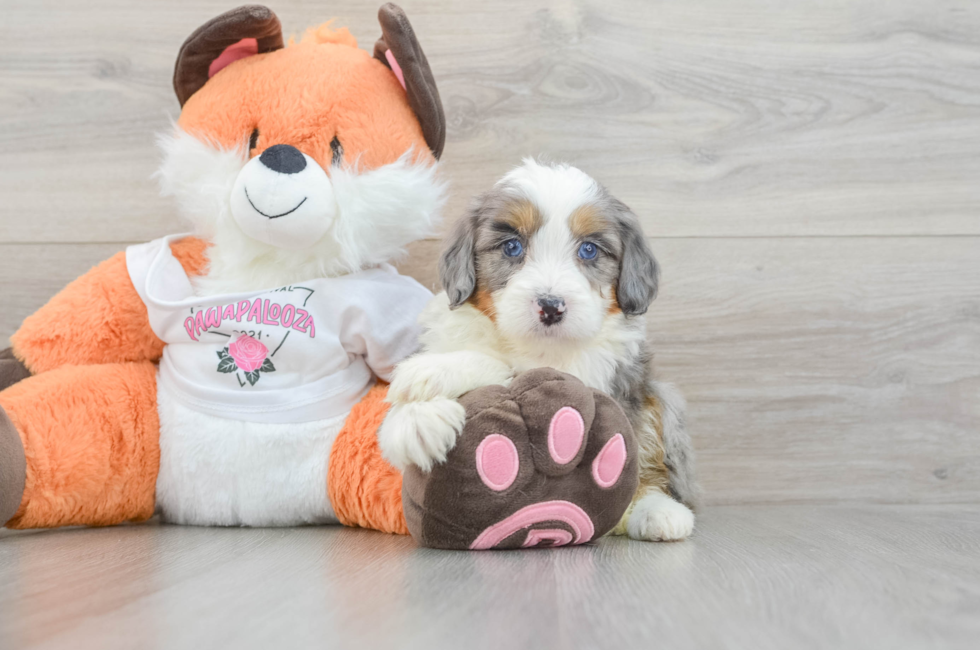 6 week old Mini Bernedoodle Puppy For Sale - Seaside Pups