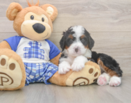 7 week old Mini Bernedoodle Puppy For Sale - Seaside Pups