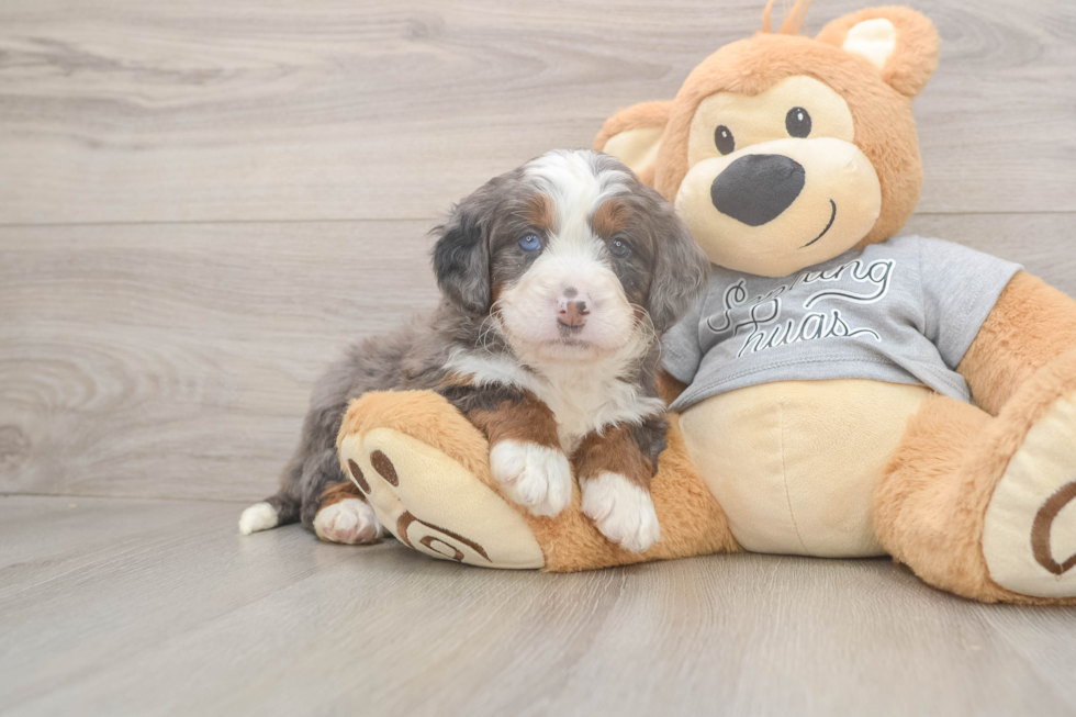 Mini Bernedoodle Puppy for Adoption