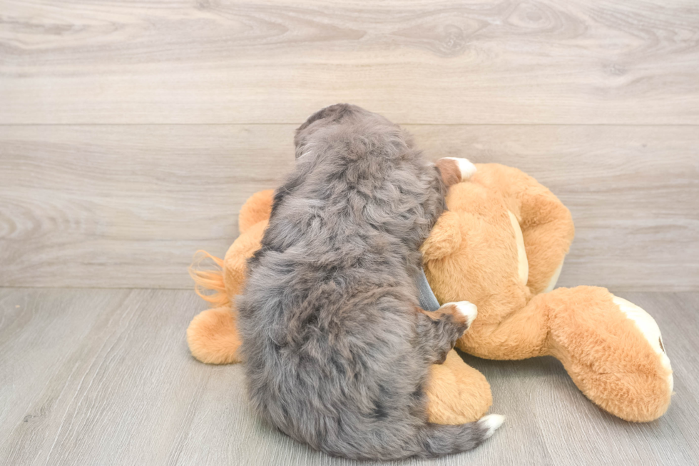 Petite Mini Bernedoodle Poodle Mix Pup