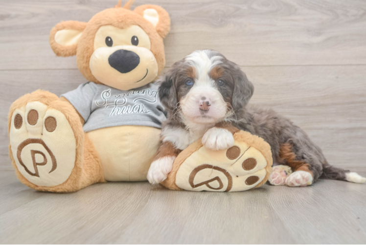 Mini Bernedoodle Pup Being Cute