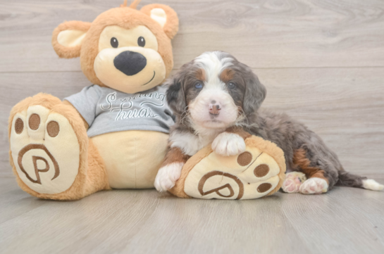 Mini Bernedoodle Pup Being Cute