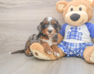 6 week old Mini Bernedoodle Puppy For Sale - Seaside Pups