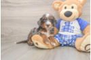 Hypoallergenic Mini Bernepoo Poodle Mix Puppy