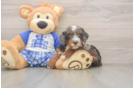 Best Mini Bernedoodle Baby