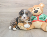 6 week old Mini Bernedoodle Puppy For Sale - Seaside Pups