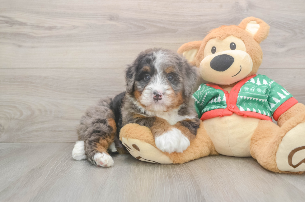 6 week old Mini Bernedoodle Puppy For Sale - Seaside Pups